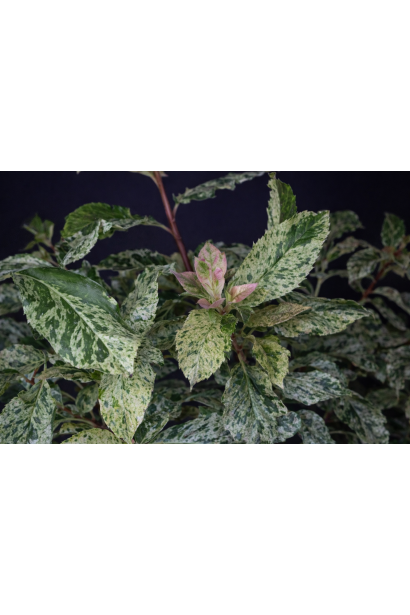 Photinia serratifolia Пінк Кріспі дорослий кущ